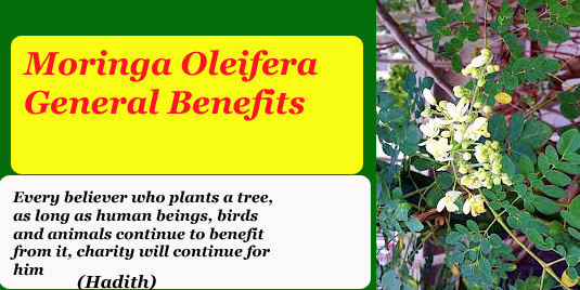 Moringa Oleifera General Benefits
