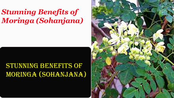 Stunning Benefits of Moringa (Sohanjana)