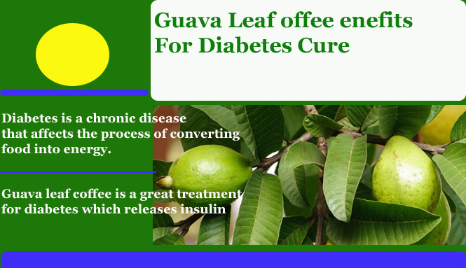 guava leaf coffee benefits for diabetes cure