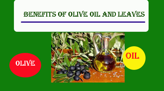 Benefits of olive oil and leaves.jpg