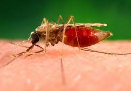 Malaria Symptoms causes and Treatment