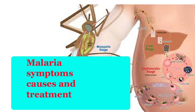 Malaria symptoms causes and treatment