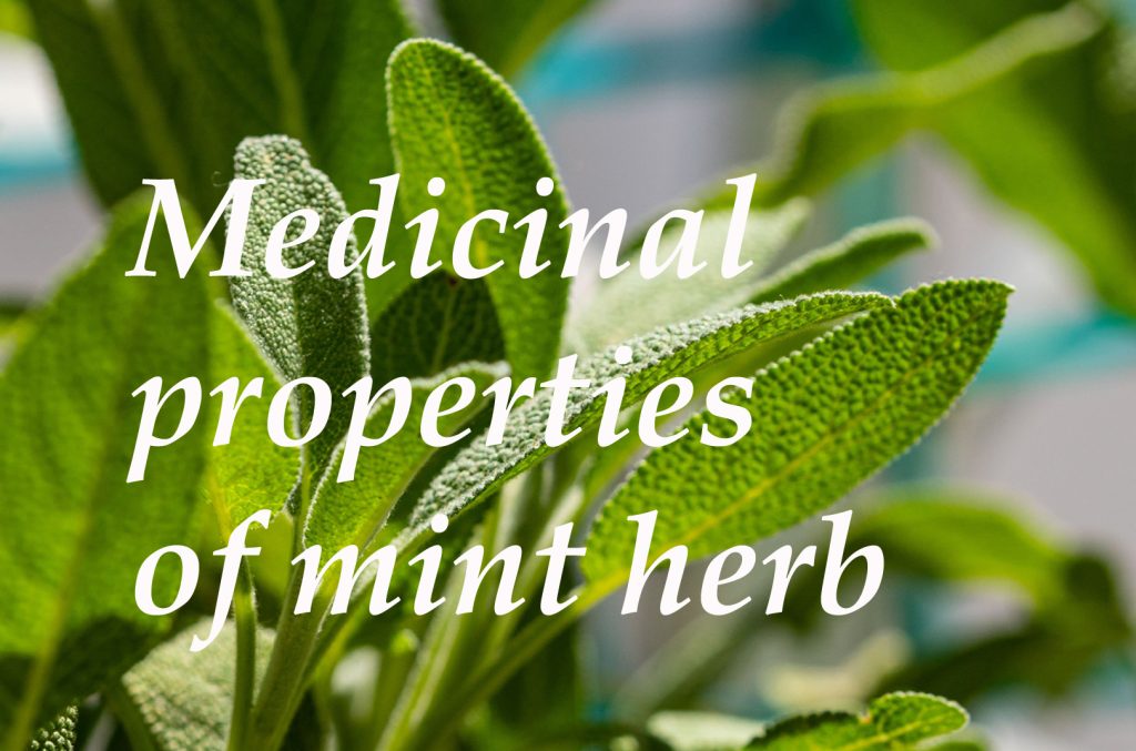 Medicinal properties of mint herb