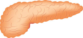 pancreas function of human body